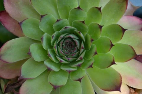Large sempervivum red tips Foto stock