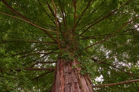 A large sequoia seen from below Stock Photos