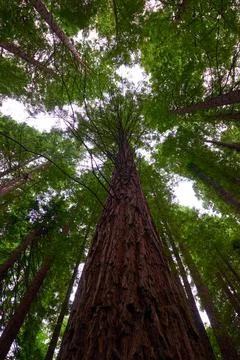 A large sequoia soaring skyward Stock Photos