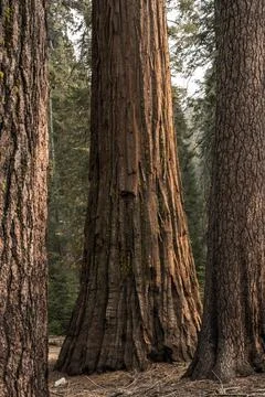 Large Sequoia Stands In The Back Behind Two Large Pine Trees Foto stock
