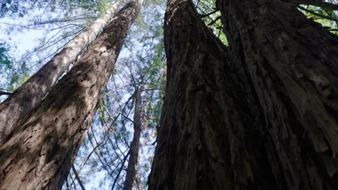 Large Sequoia Trees Stock Footage 305124077