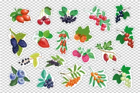 Large set of berries. vector isolated Stock Illustration