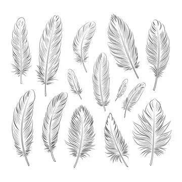 Large set of bird feathers of different shapes and sizes. Linear graphics. Stock Illustration