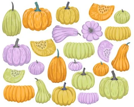 Large set of colorful pumpkins of different sizes. Autumn set of vegetables Stock Illustration