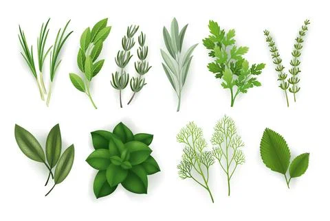 A large set of herbs on a transparent background, isolated objects, popular Stock Illustration
