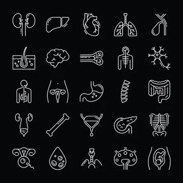 Large set of linear vector icons of human internal organs. Stock Illustration