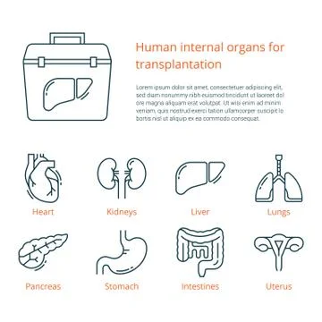 Large set of linear vector icons of human internal organs for transplantation Stock Illustration