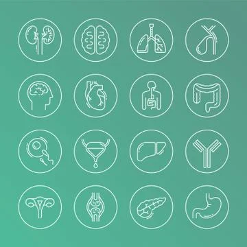 Large set of linear vector icons of human organs. Stock Illustration