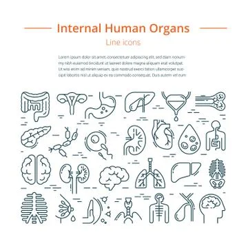 Large set of linear vector icons of human internal organs with a place for text. Stock Illustration
