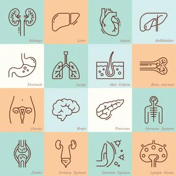 Large set of linear vector icons of human organs with signatures. Stock Illustration