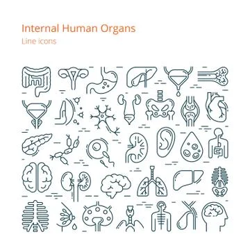 Large set of linear vector icons of human internal organs. Stock Illustration