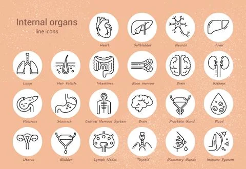 Large set of linear vector icons of human organs with signatures. Stock Illustration
