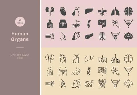 Large set of linear vector icons of human organs with signatures. Illustrazione stock