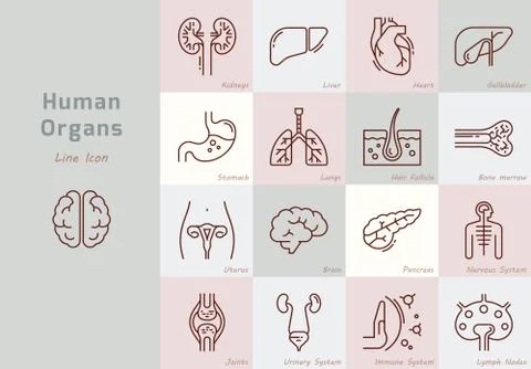 Large set of linear vector icons of human organs with signatures. Stock Illustration