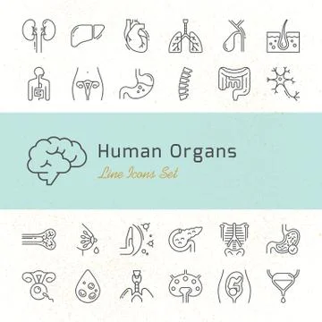 Large set of linear vector icons of human organs with signatures. Stock Illustration