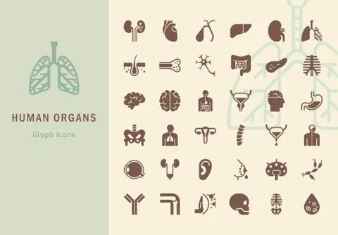 Large set of linear vector icons of human organs with signatures. Stock Illustration