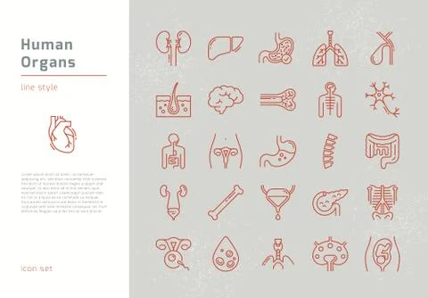 Large set of linear vector icons of human organs with signatures. Stock Illustration