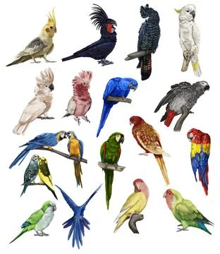 A large set of parrots. Realistic illustration of parrot species. 스톡 일러스트