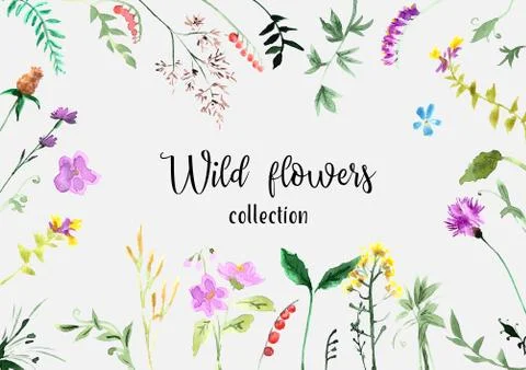A large set of plant elements - grass, leaves, berries, flowers. Illustrazione stock