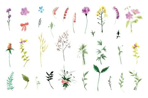 A large set of plant elements - grass, leaves, berries, flowers. Illustrazione stock