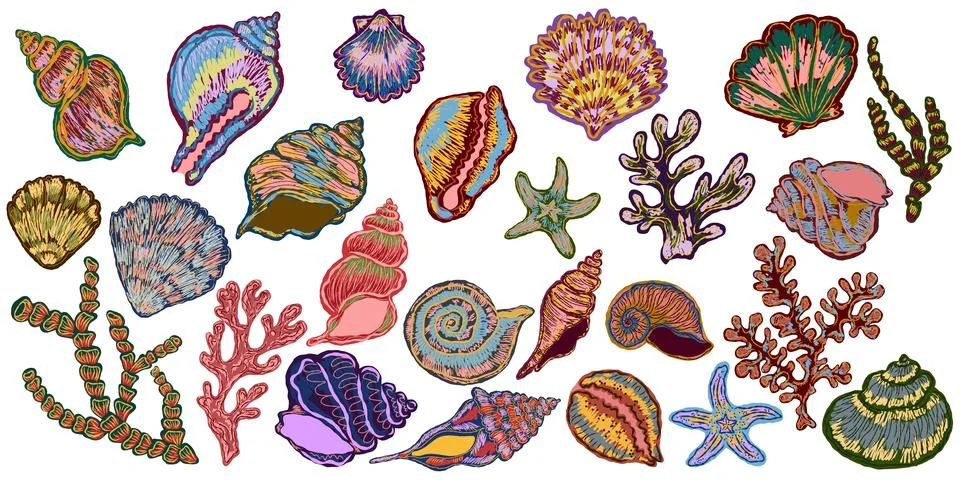 Large set of sea shells. Mediterranean elements, exotic tropical. Textured il 스톡 일러스트