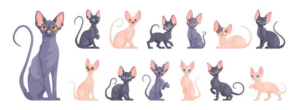 A large set of Sphynx cats in different dynamic poses. Cute sphinx kittens in Stock Illustration