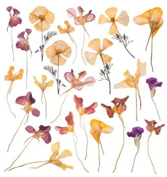A large set of spring dried and pressed flowers. Herbarium of beautiful multi Stock Photos