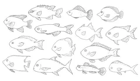 A large set of vector isolated drawings of sea fish. a collection of fish of Stock Illustration
