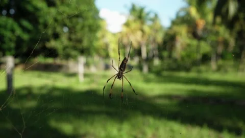 Large Seychelles spider on a web close-up. Stock Footage 154287848