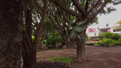 Large Shade Tree in Public Garden at Alameda Park in Oaxaca City, Mexico During Vídeos de archivo 339763664
