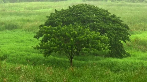 Large Shade Trees In Tropical Storm 스톡 동영상 2210681