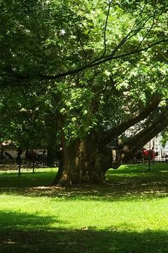 Large shady park tree with sprawling branches Stock Photos