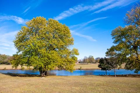 Large Shady Tree by Pond Under Bright Blue Sky Stock Photos