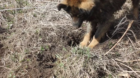 A large shaggy mongrel is digging the ground and dry grass with its front paws. Stock Footage 109487301