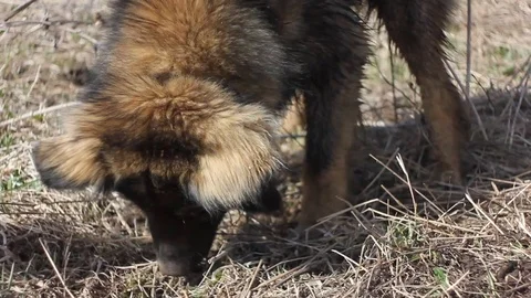 A large shaggy mongrel is digging the ground and dry grass with its front paws. Stock Footage 109487314