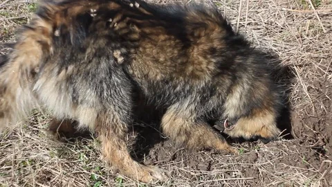 A large shaggy mongrel is digging the ground and dry grass with its front paws. Stock Footage 109487366