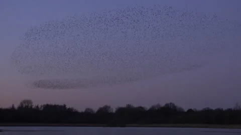 Large shape flock of birds flying in the evening light England UK 4K Stock Footage 148453640