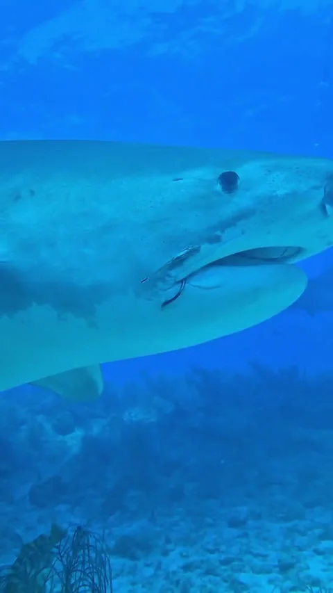 Large Shark Advances Through Blue Water in Dramatic Predator Portrait Stock Footage 337763865