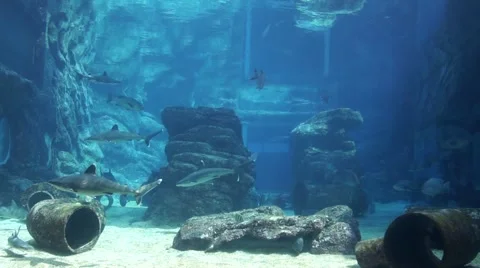 Large Shark Aquarium Stock Footage 3806922