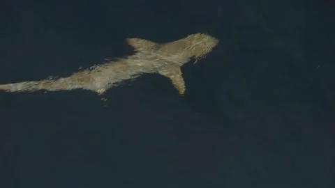 Large Shark Cruising Beneath Rippling Surface in the Maldives Video stock 345017358