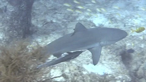 Large Shark with Remoras Stock Footage 139722861