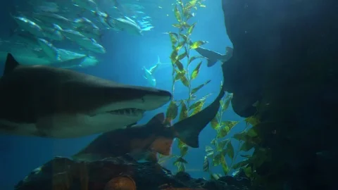 A large shark with sharp teeth swims past small fish at depth 動画素材 105272564