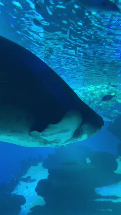 Large Shark Swimming Close to Camera in Aquarium Stock Footage 333959524