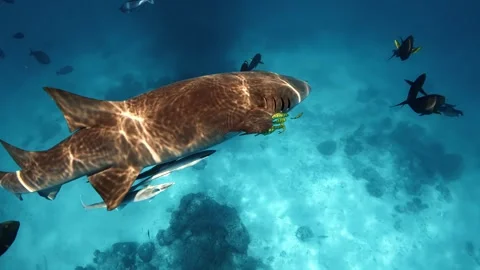 A large shark swimming peacefully through clear blue ocean waters. Stock Footage 341071032