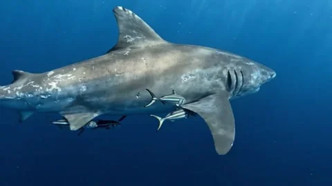 Large Shark Swimming with Remora Fish in Deep Blue Sea Stock Footage 336012991