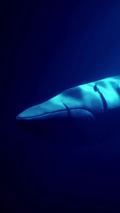 Large shark swims in deep ocean water during daylight hours Stock Footage 340875148