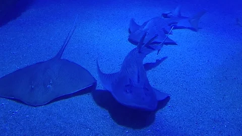 Large sharks and rays swim in the oceanarium on video Stock Footage 289684283