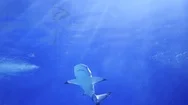 Large Sharks Swimming Around The Reef. Scuba Diving Masks. Tropical Island. The Stock Footage