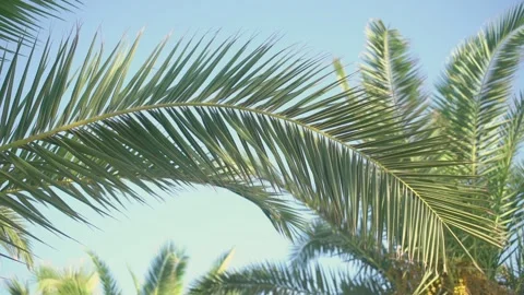 Large sharp palm leaf flapping on breeze against blue sky in summer day Stock Footage 147502702