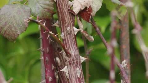 Large sharp thorns on a rose bush - very close up. 4K locked tripod Stock Footage 232931792